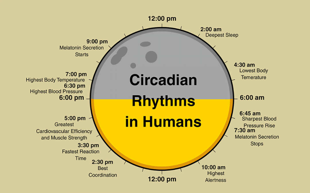 Los ritmos circadianos