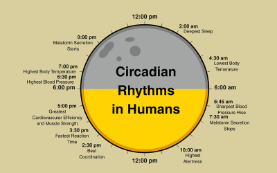 Los ritmos circadianos