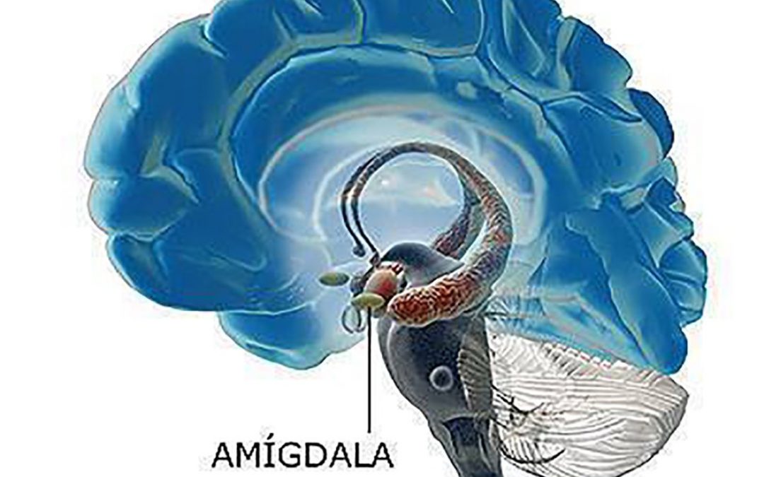 La importancia de la amigdala cerebral en el mecanismo del miedo